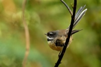 Pavik popelavy - Rhipidura fuliginosa - Fantail - piwakawaka 9585